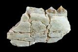 Oreodont (Merycoidodon) Jaw Section - South Dakota #157371-1